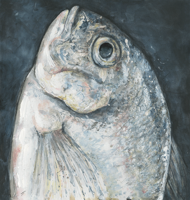 Sea Bream Head